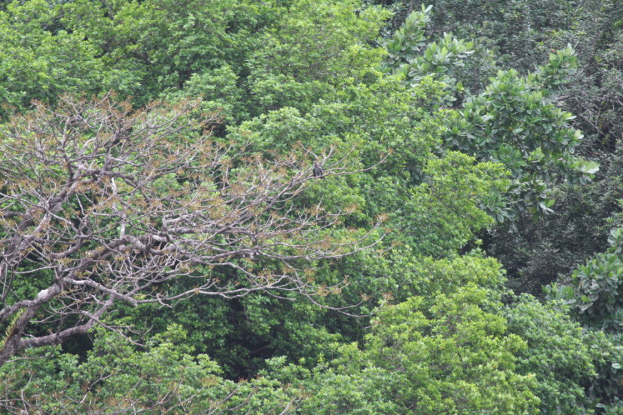 Morne Diablotin National Park